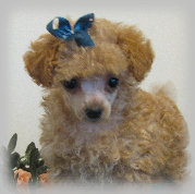 s%26lpuppies001002.jpg
