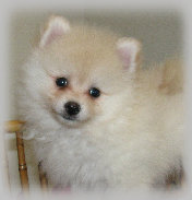 s%26lpuppies001004.jpg