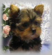 s%26lpuppies001005.jpg