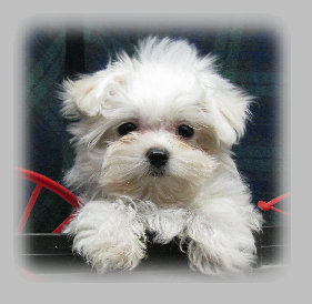 s%26lpuppies001007.jpg