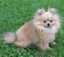 s%26lpuppies002009.jpg