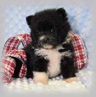 s%26lpuppies002011.jpg