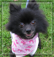 s%26lpuppies002013.jpg
