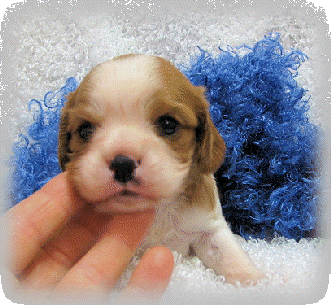 s%26lpuppies003001.gif