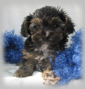 s%26lpuppies003002.jpg