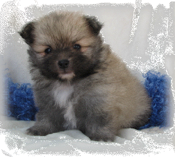 s%26lpuppies003003.gif