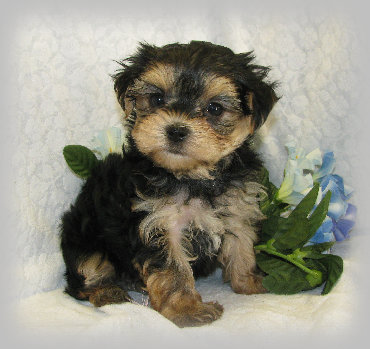 s%26lpuppies003004.jpg