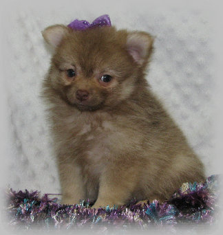 s%26lpuppies003009.jpg