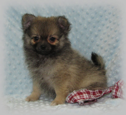s%26lpuppies003010.jpg