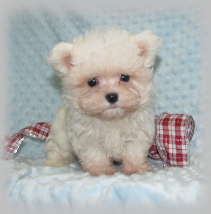 s%26lpuppies003011.jpg