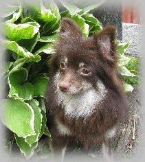 s%26lpuppies003016.jpg