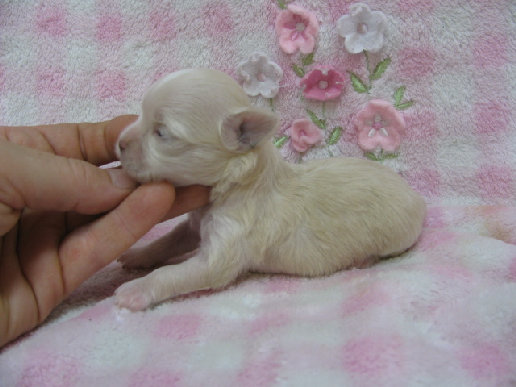 s%26lpuppies004002.jpg