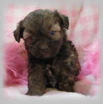 s%26lpuppies004009.jpg