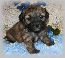 s%26lpuppies004010.jpg