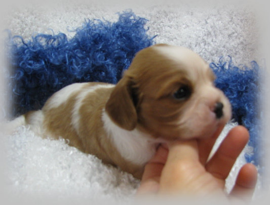 s%26lpuppies005001.jpg
