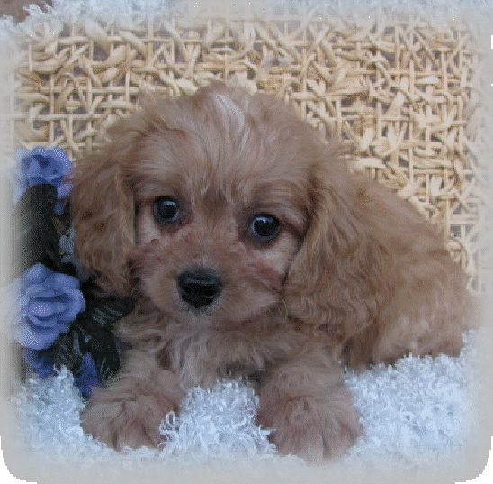 s%26lpuppies005002.gif