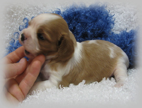 s%26lpuppies005002.jpg