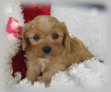 s%26lpuppies005003.jpg