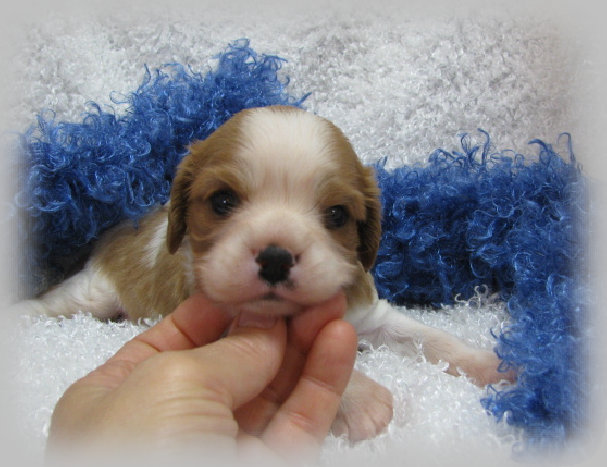 s%26lpuppies005004.jpg