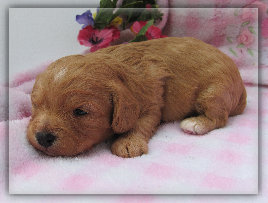 s%26lpuppies005005.jpg