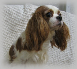 s%26lpuppies005012.jpg