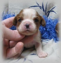 s%26lpuppies005013.jpg