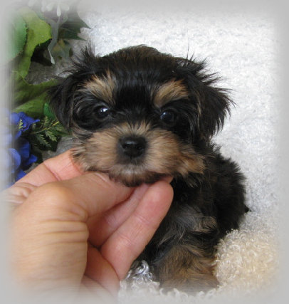 s%26lpuppies007001.jpg