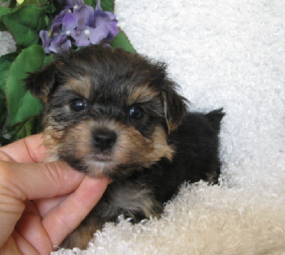 s%26lpuppies007002.jpg