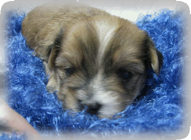s%26lpuppies007004.gif