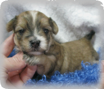 s%26lpuppies007005.gif
