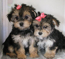 s%26lpuppies007010.jpg
