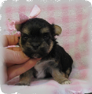s%26lpuppies007011.gif