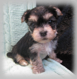 s%26lpuppies007012.jpg
