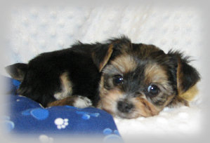 s%26lpuppies007014.jpg