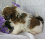 s%26lpuppies007022.jpg