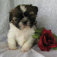 s%26lpuppies007023.jpg