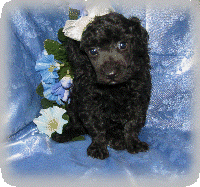 s%26lpuppies007026.gif