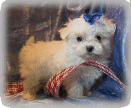s%26lpuppies007027.gif
