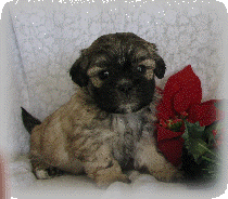s%26lpuppies007028.gif