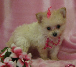 s%26lpuppies007030.jpg