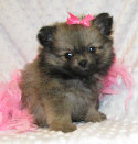 s%26lpuppies007031.jpg