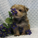 s%26lpuppies007033.jpg