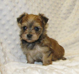 s%26lpuppies007034.jpg