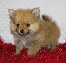 s%26lpuppies007036.jpg