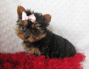 s%26lpuppies007037.jpg