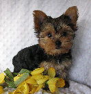 s%26lpuppies007038.jpg