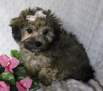 s%26lpuppies007039.jpg