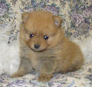 s%26lpuppies007041.jpg