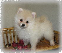 s%26lpuppies007044.gif