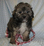 s%26lpuppies007045.jpg